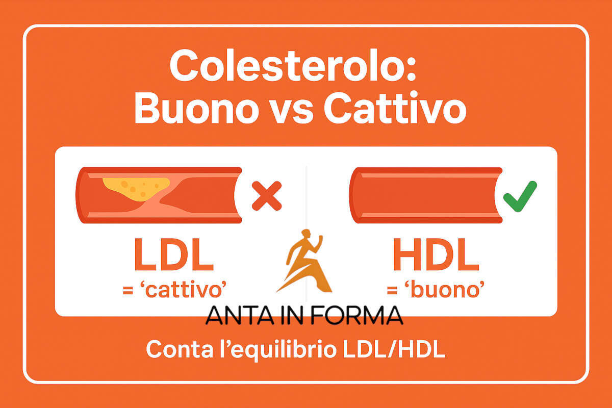 colesterolo cattivo e buono